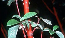 redtwig 1